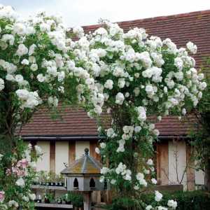 Снежна кралица на лятната градина: катерене Айсберг роза