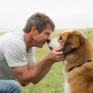 "Живот на кучета": актьори и особености на филма