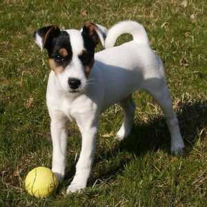 Куче порода Parson Russell Terrier: описание и рецензии