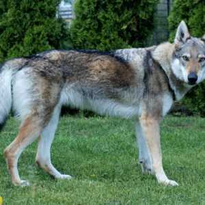 Кучешки вълк - каква е името на породата?