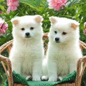 Кучетата от породата Akita Inu са националното съкровище на Япония