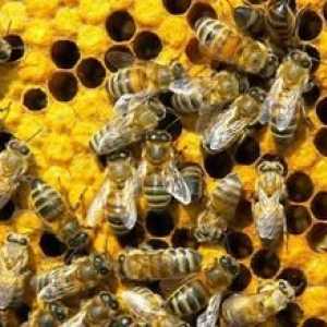 Тълкуване на мечтите: за какво мечтаеха пчелите