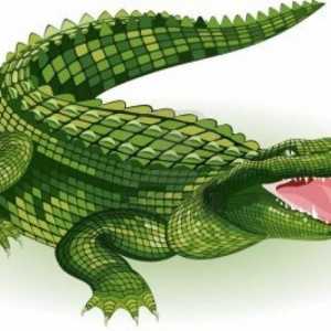 Тълкуване на мечтите: за какво мечтаеха крокодилите
