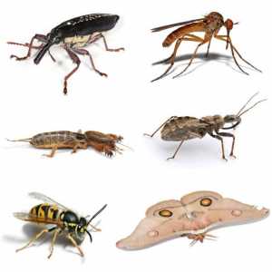 Интерпретация на мечтите: За какво мечтаят насекоми?