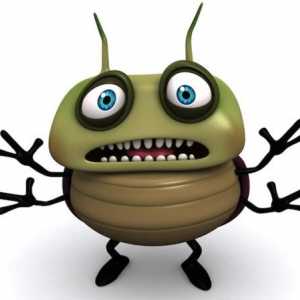 Тълкуване на сънища: за какво мечтае бръмбарът