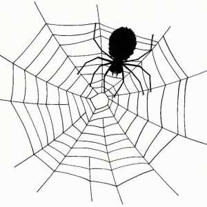 Тълкуване на мечтите: мечтани за паяжини - защо?