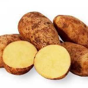 Сорт картофи Scarb - висок добив и отличен вкус