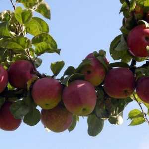 Сортово представяне на Grafsky (ябълково дърво): описание, характеристики на плодовете