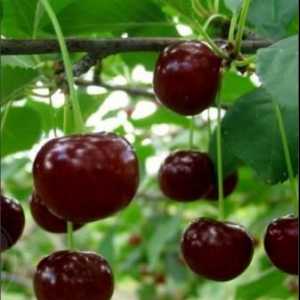 Cherry сорт Zhukovskaya: описание на функциите