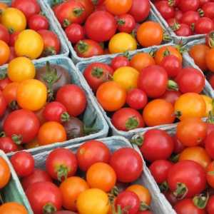 Сортове домати: описание и снимка