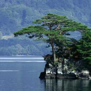 Борово дърво: описание, разпространение и причините за изчезване