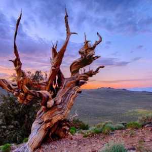 Pine of Metuslah: възраст, местоположение, интересни факти