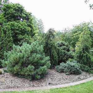 Pine `mops`: описание на растението