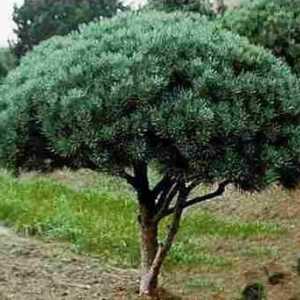 Vatereri Pine: особености на отглеждането