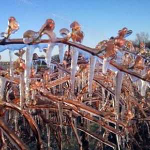 Съвети за градинари: как да се държат грозде за зимата