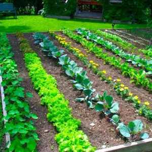 Съвместимост на зеленчуците в леглата: съвети за градинарите