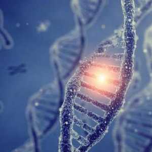 Модерна генна теория - основните разпоредби, свойствата на гена