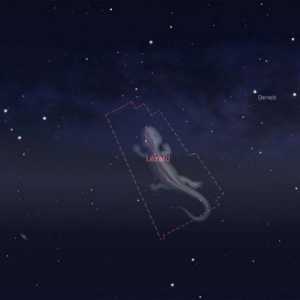 Constellation Lizard: описание, местоположение