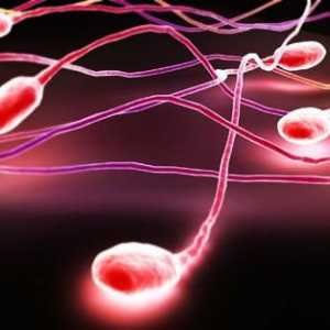 Следва сперматозоидите: Това пречи ли на торенето?