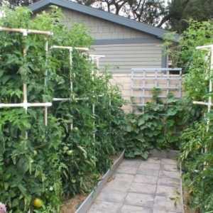 Методи за свързване на домати за отглеждане на открито