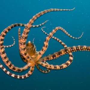 Октоподът е невероятен жител на морето