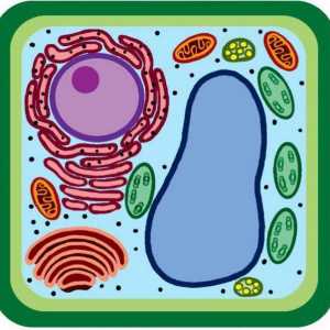 Сравнете растенията и бактериалните клетки: сходства и разлики