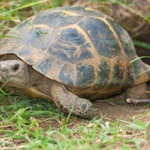 Средиземноморска костенурка у дома: описание, характеристики на съдържанието и интересни факти