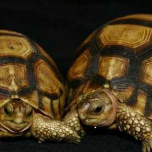Централна Азия костенурка: поддръжка и грижи у дома