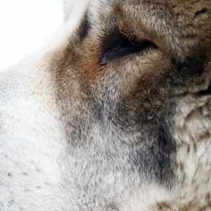 Central Asian Shepherd: снимка, описание на породата, описание, рецензии. Хранене на кученца от…