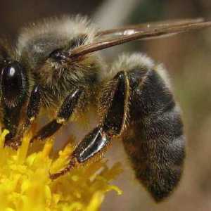Централна Руска пчела: характеристика, описание, снимка