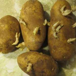 Средно узрели картофи "Aurora": описание на сорта. Отглеждане на територията на Русия