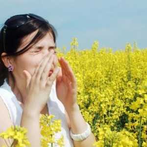 Лек за алергия към амброзия - нали?