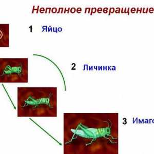 Етапи на развитие на насекоми: непълна и пълна трансформация