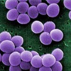 Staphylococcus aureus при детето: неговата опасност, начини да се отървем от него