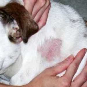 Трихофития при кучето: признаци, опасност и лечение