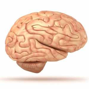 Структурата на човешкия мозък. Какво има под черепа?