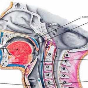 Структурата на гърлото и неговите признаци