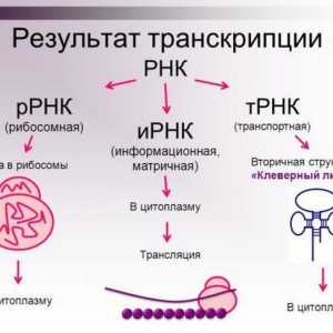 Структура и функция на ДНК и РНК (Таблица)