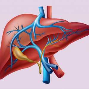 Структура и функция на черния дроб в тялото
