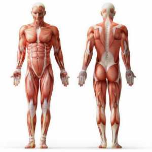Структура и класификация на човешките мускули