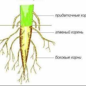 Структурата на корена на растението. Характеристики на структурата на корена