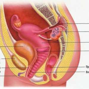 Структура на женската репродуктивна система: анатомия, физиология
