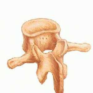 Структурата на гръбначния стълб. Характеристики на структурата на гръбначните прешлени на…