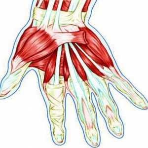 Ширина на ръката: анатомична структура, възпаление и увреждане