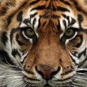 Суматрански тигър: описание, размножаване, местообитание
