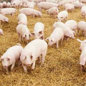 Свине: развъждане в дома като бизнес