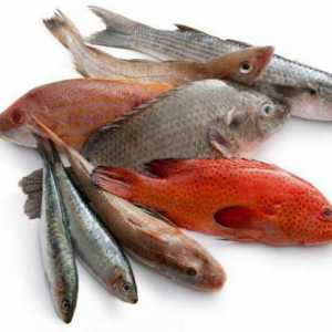 Имоти, най-добри рецепти, вреда и полза от рибата. Предимствата на червената риба