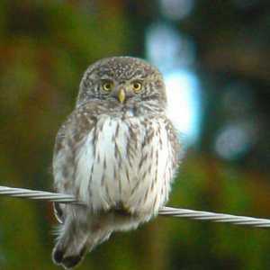 Бухал пауърне: начин на живот. Passerine Owl у дома