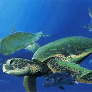 Такива забавни морски костенурки