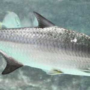 Тарпон е риба за спортен риболов. Описание на вида, структурата и местообитанието.